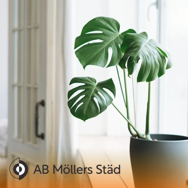 Släpp in vårsolen 🔆 boka fönsterputs hos Möllers Städ! Vi fixar glasklara fönster i hela Malmö – snabbt, tryggt och miljövänligt! 🧼✨ 

📲 040-295014

📩 magnus@mollersstad.se

📍Höjagatan 3, 212 33 Malmö

 #fastighetsskötare #fastighetsskötsel #trappstäd #kollektivavtal #trappstädning #städtjänster #kontorsstädningmalmö #kontorsstäd #kontorsstädning #fönsterputsare #flyttstädning #flyttstäda #städfirmamalmö #malmö #hemstädning #Städare #städare #flyttstäd #fönsterputs #hemstäd #städfirma #fönsterputsning #fönsterputsare